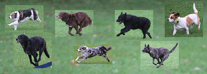 Hunderennen